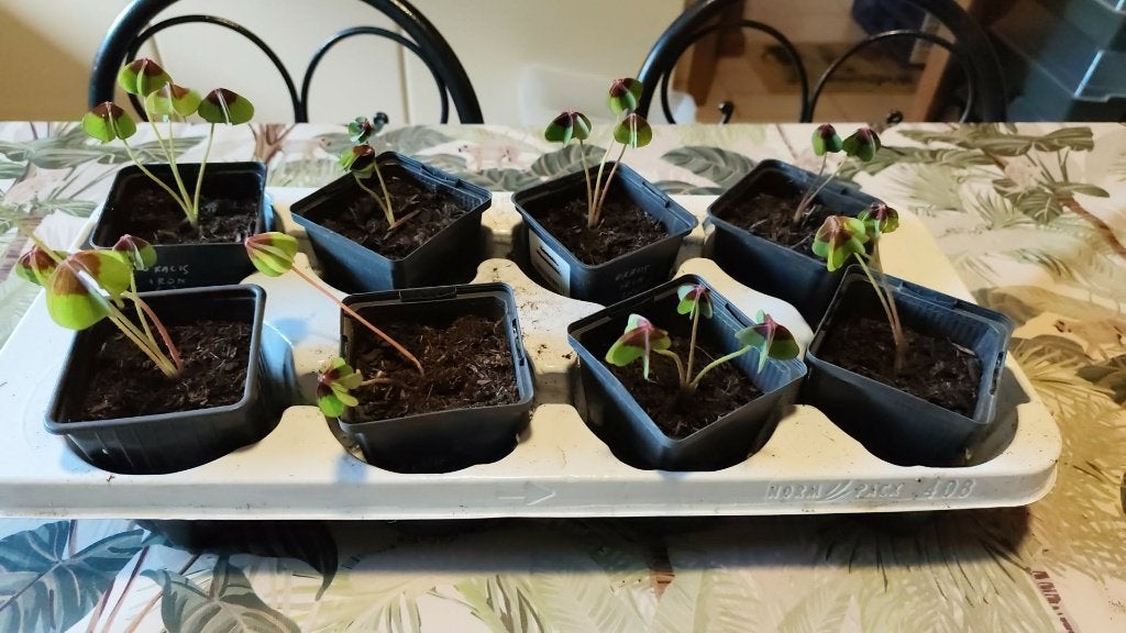AV. JEUNES PLANTES OXALIS  IRON CROSS. PLANTE d'intérieur, Ophalen, Overige soorten, In pot