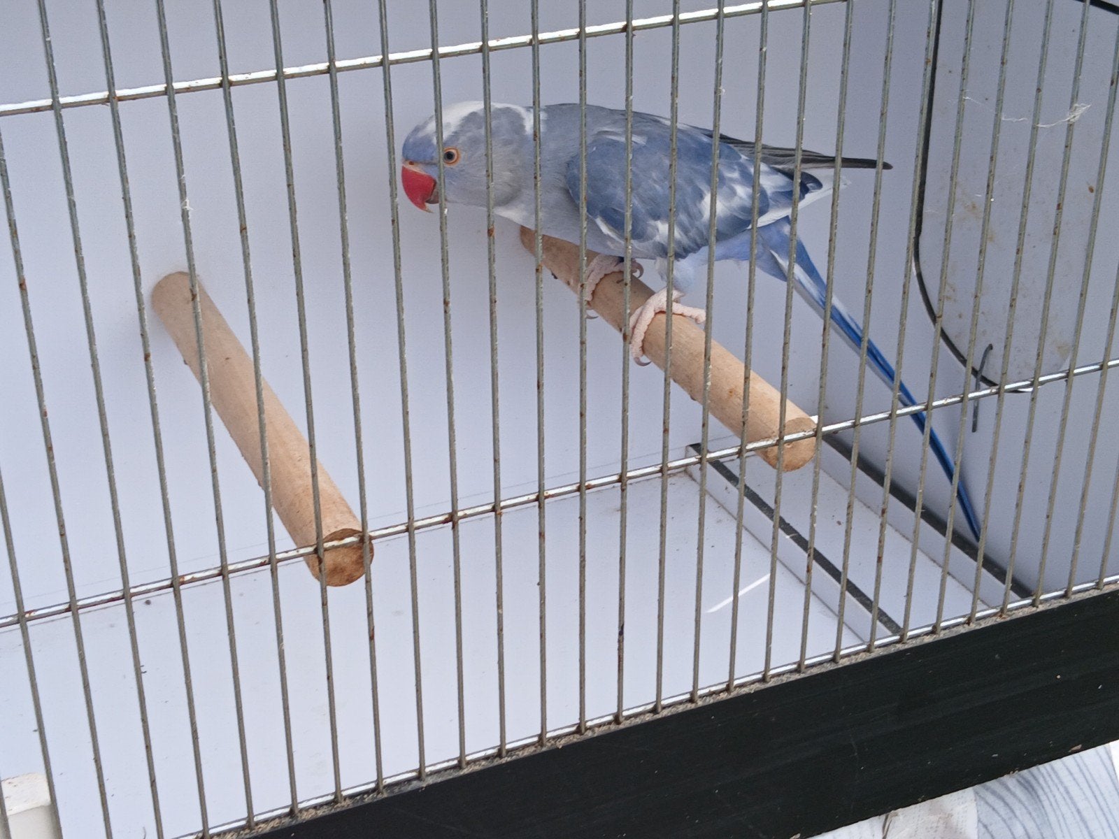 Violet bont pop 2023, Dieren en Toebehoren, Geringd