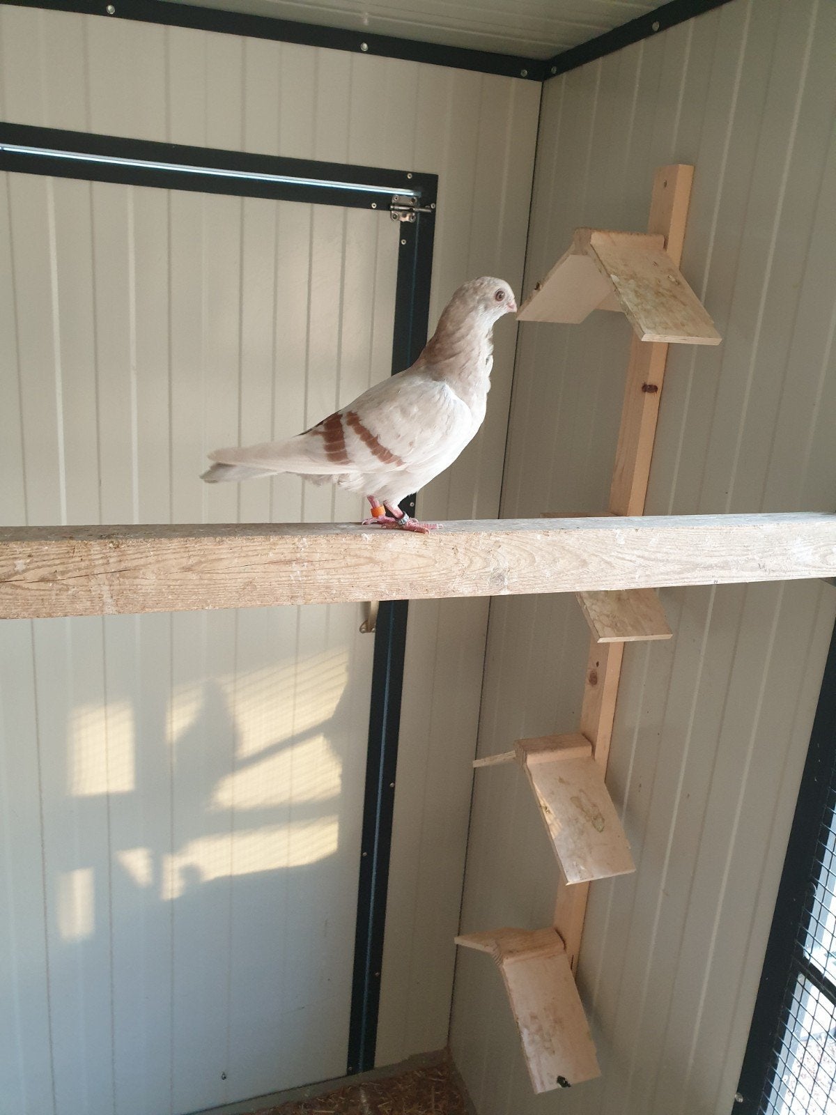 Figuritas, Dieren en Toebehoren, Vogels | Duiven