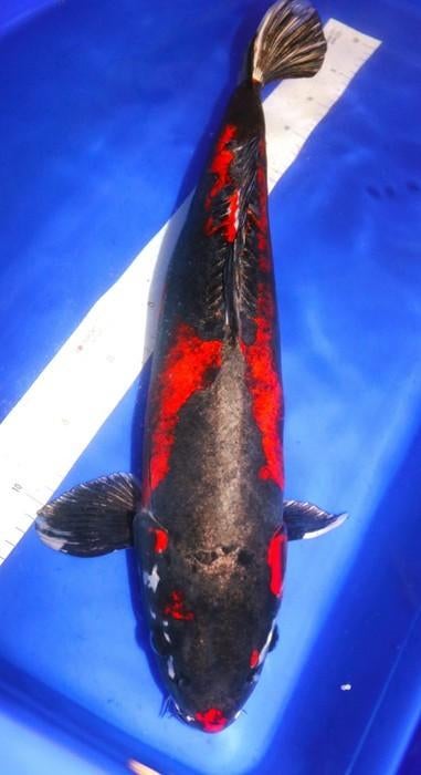 Showa , Shiro Utsuri, Dieren en Toebehoren, Karper of Koi