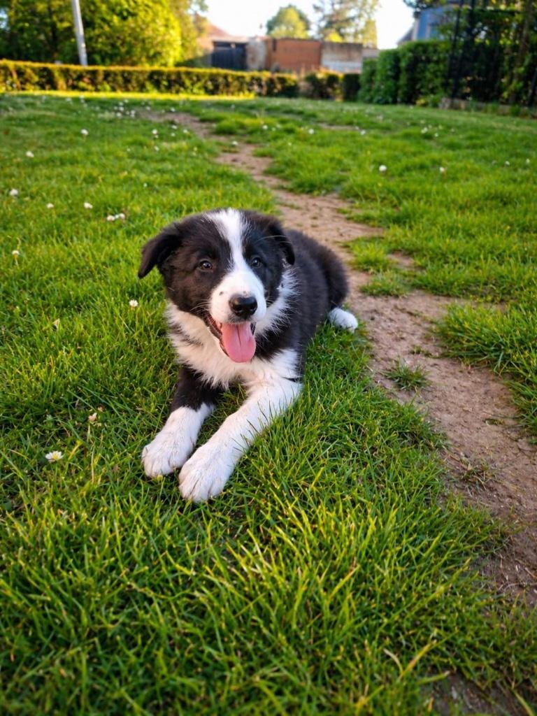 Lieve border collie pup, Dieren en Toebehoren, Honden | Herdershonden en Veedrijvers, Meerdere dieren, Collie, Fokker | Professioneel
