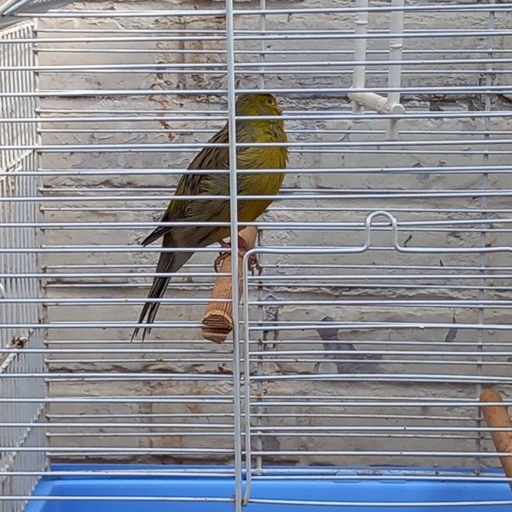 kanarie met kooi, Ophalen, Kunststof, Vogelkooi