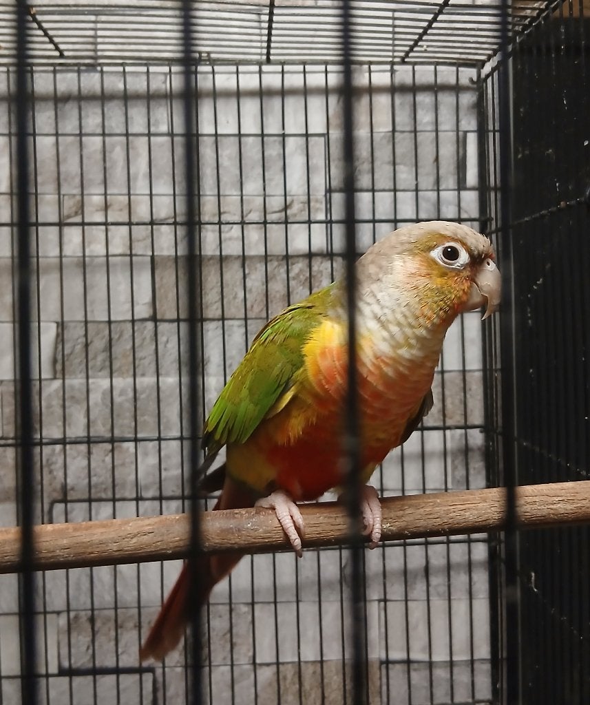 Couple de Conure, Animaux & Accessoires, Plusieurs animaux, Perroquet nain ou Inséparable, Bagué