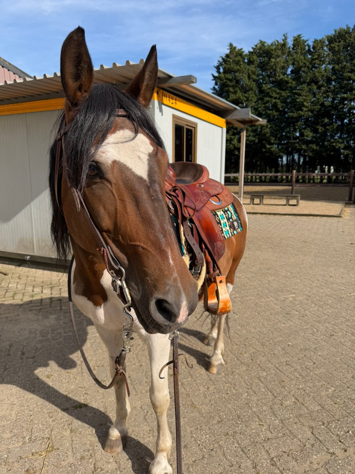 Halve stal gezocht voor merrie, Jument