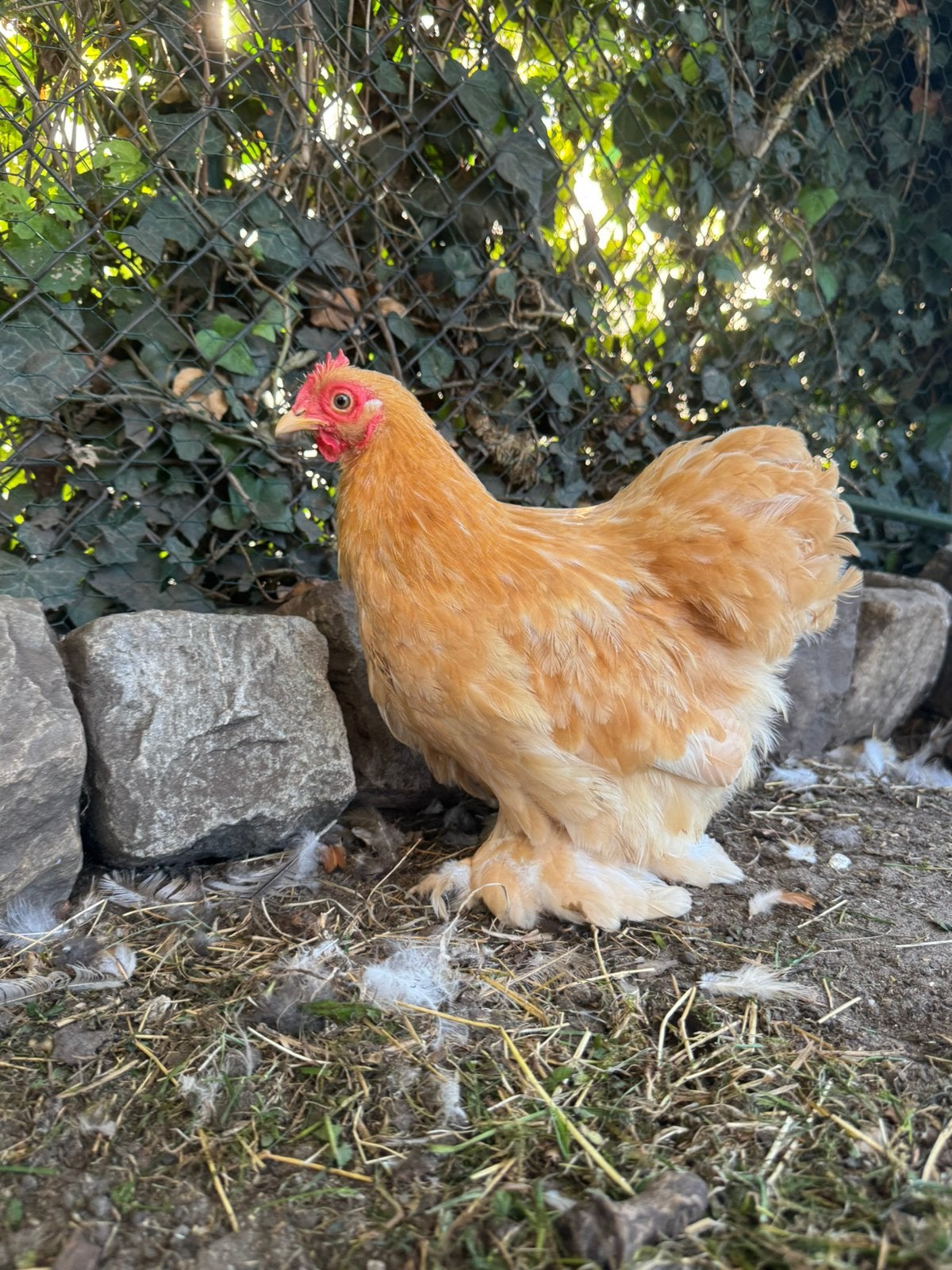 Cochin kriel sierkippen hennen kippen, Dieren en Toebehoren