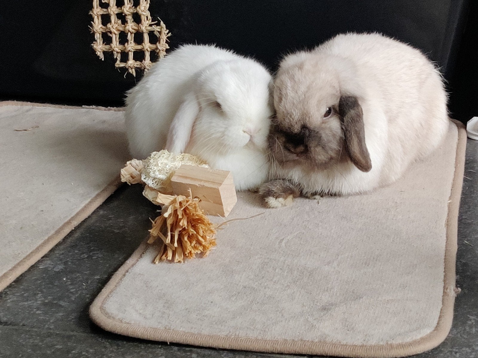 2 minilop konijntjes mannetje en vrouwtje, Dieren en Toebehoren