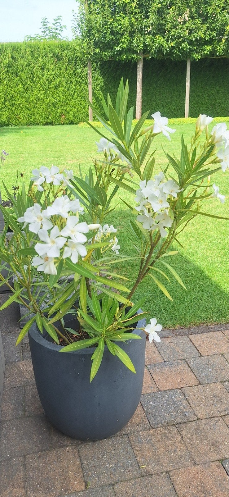 Oleander plant witte bloemen, Ophalen