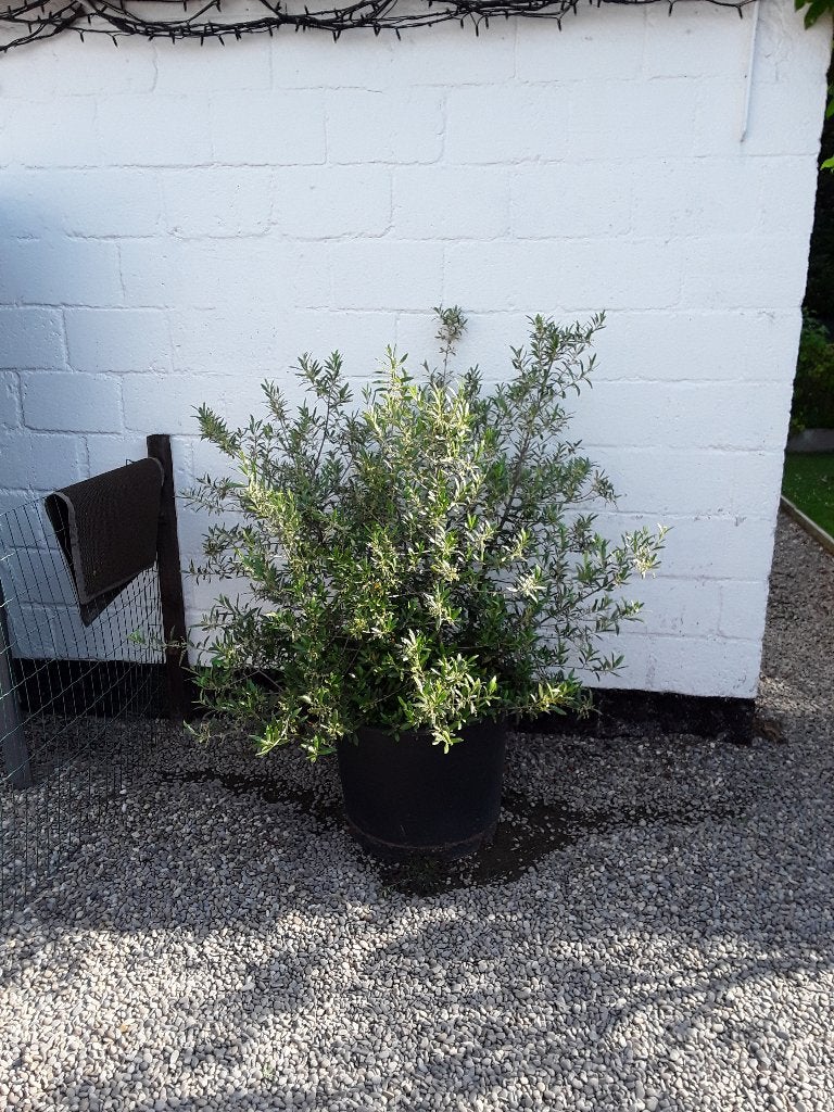 Olijfboom, Tuin en Terras, Planten | Bomen, Ophalen, In pot, Olijfboom