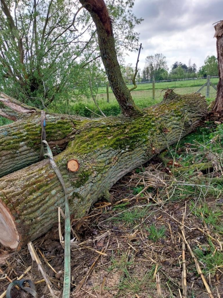 Boom brandhout, Enlèvement ou Envoi