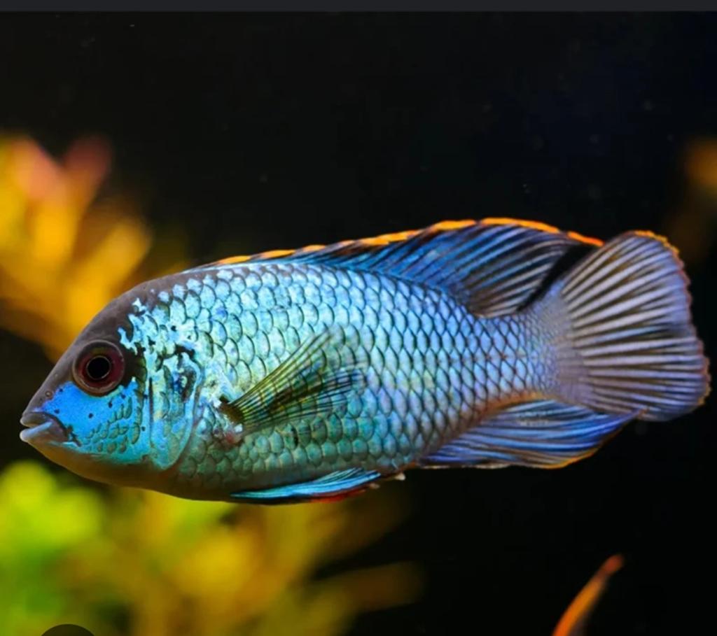Electric Blue acara's, Vis, Zoetwatervis