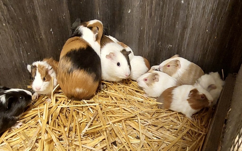Cavias, Dieren en Toebehoren, September, Meerdere dieren, Cavia