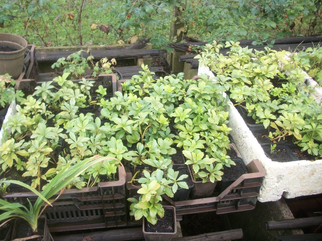 Pachysandra terminalis, Jardin & Terrasse, Plantes | Jardin, Printemps, Couvre-sol, Enlèvement, Plante fixe