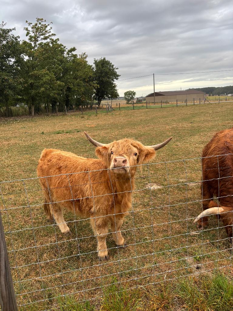 Highlander écossais, Plusieurs animaux, 3 à 6 ans