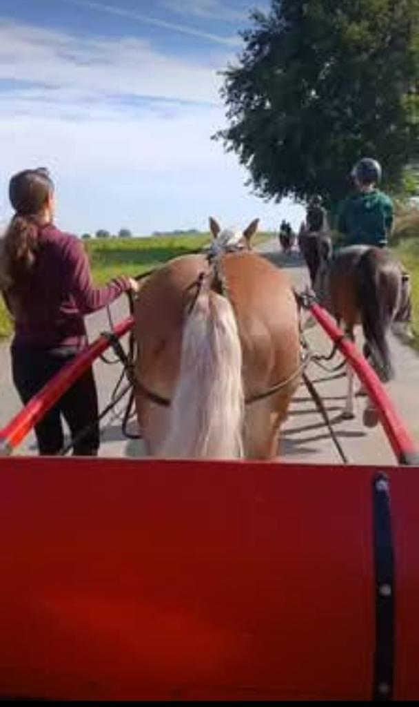 Paardenkoets Pony of Klein Paard, Paard of Pony, Gebruikt, Sulky, Gesloten