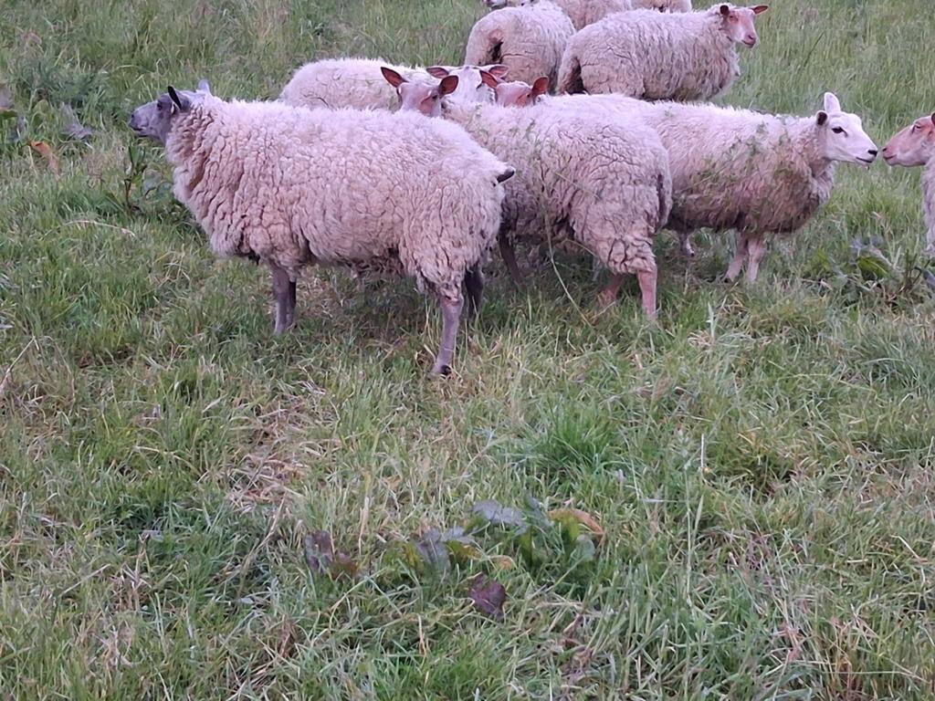 Jonge ooien