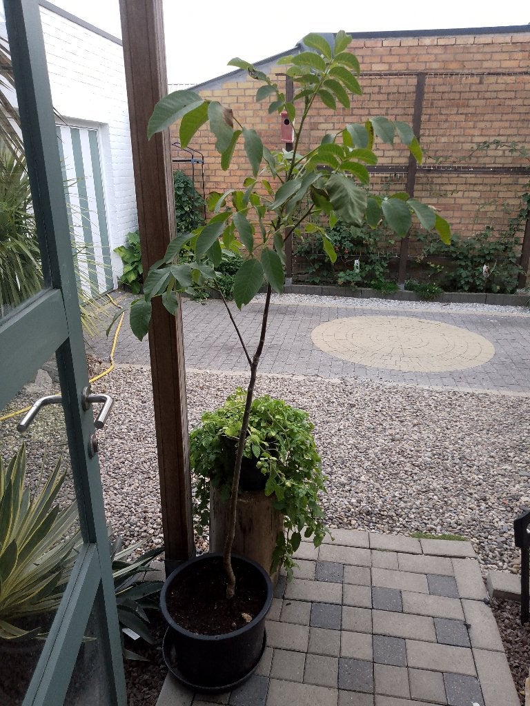 okkernoten boom, Tuin en Terras, Planten | Bomen, Ophalen