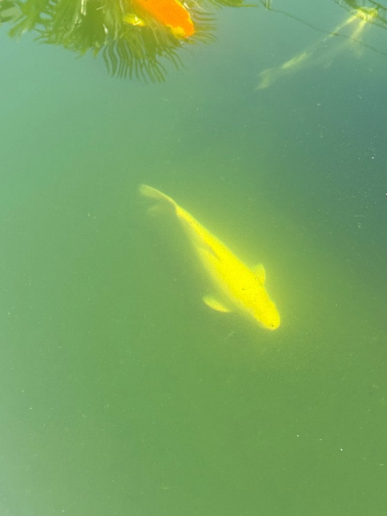 2 koi's, Dieren en Toebehoren, Vissen | Vijvervissen, Karper of Koi