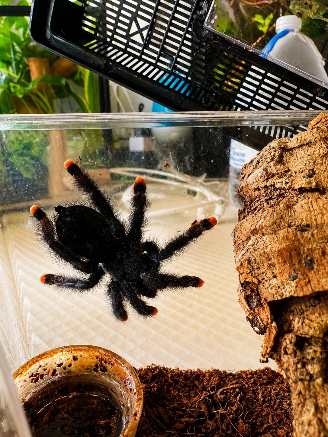 Avicularia avicularia (Tarentule à orteils roses), Animaux & Accessoires, Araignée ou Scorpion