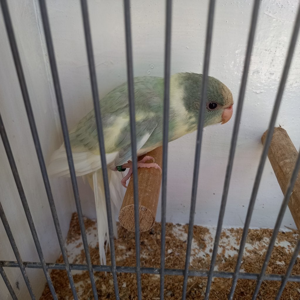 Kakariki, Animaux & Accessoires, Perruche, Bagué