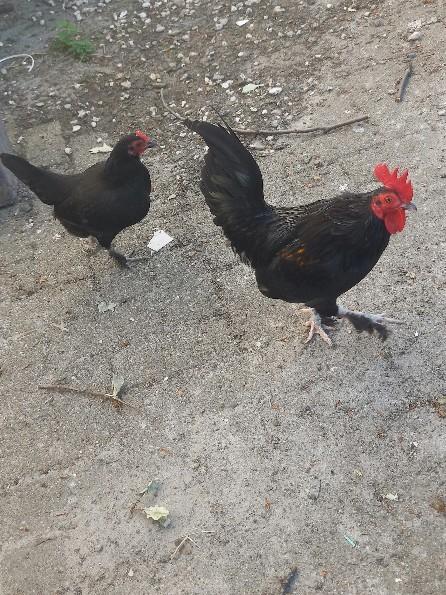Stel zwarte krielen, haan en hen, Dieren en Toebehoren, Pluimvee, Meerdere dieren, Kip