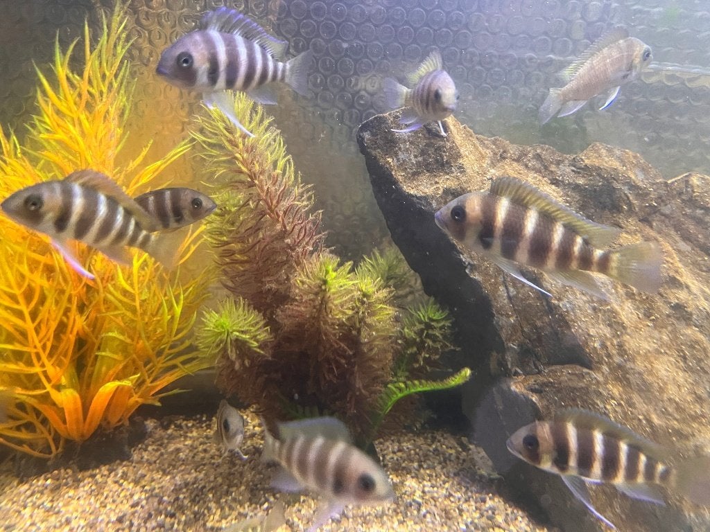 Frontosa Kigoma 7 stripe, Dieren en Toebehoren, Vis, Zoetwatervis, Schoolvis