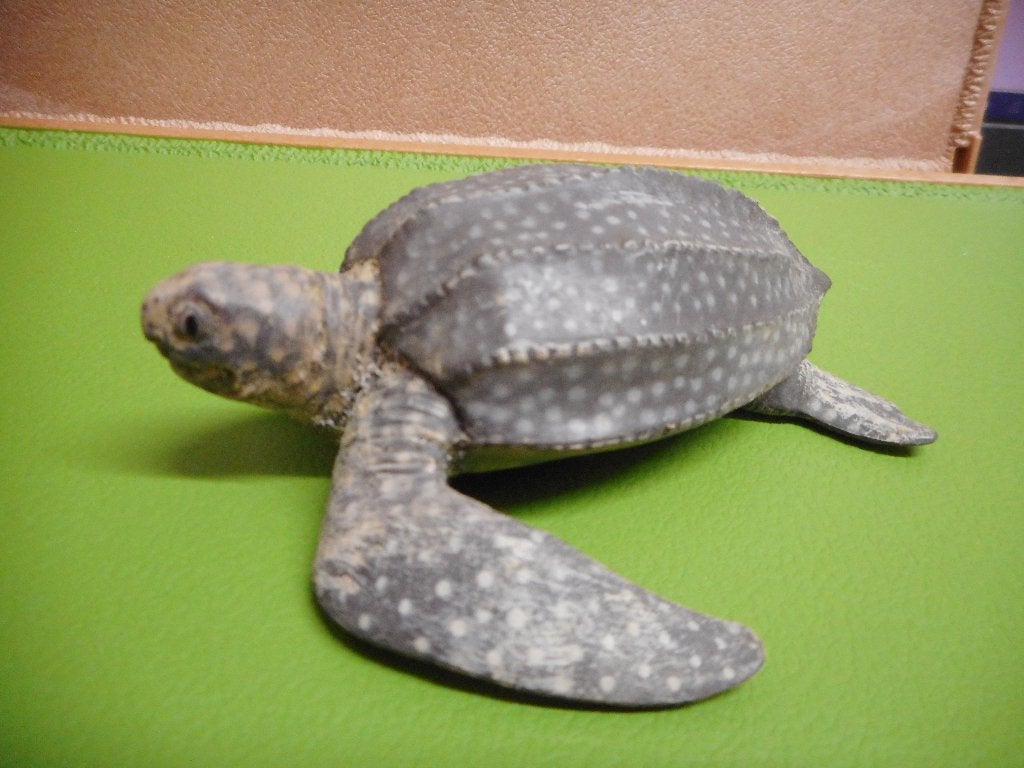 papo zeeschildpad nr12, Collections, Enlèvement ou Envoi, Comme neuf