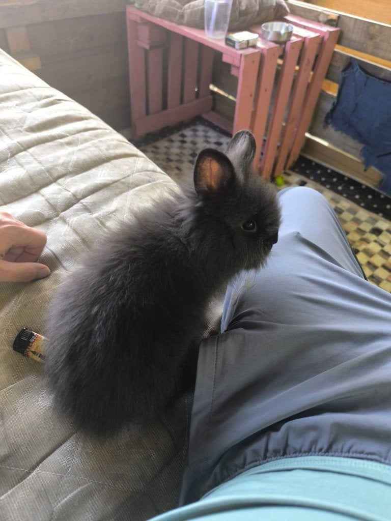 Konijntjes, Dieren en Toebehoren, Konijnen, Meerdere dieren, Klein, 0 tot 2 jaar
