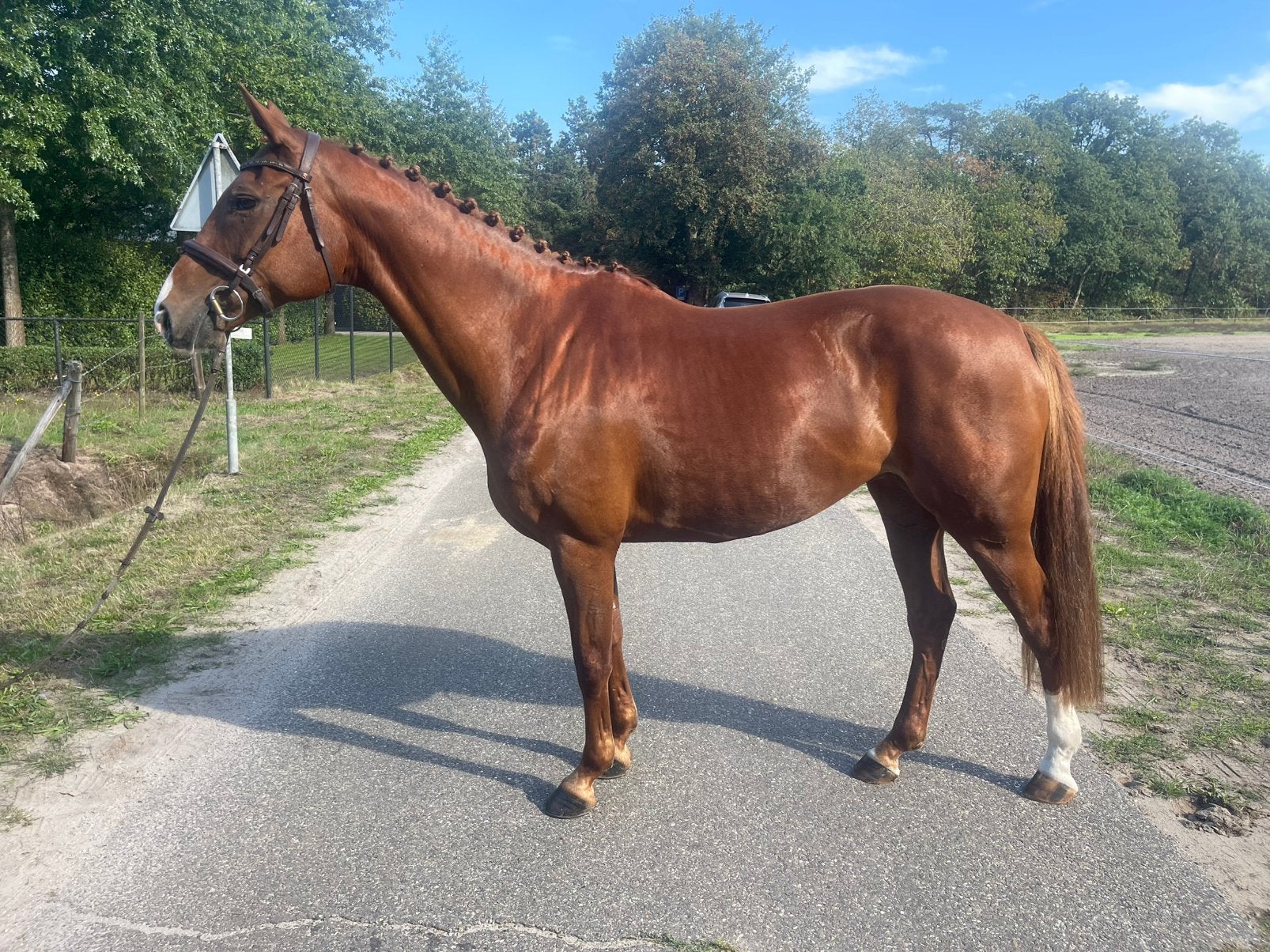 10 jarige sprinmerrie APOLLO X CASSIANO, Jument