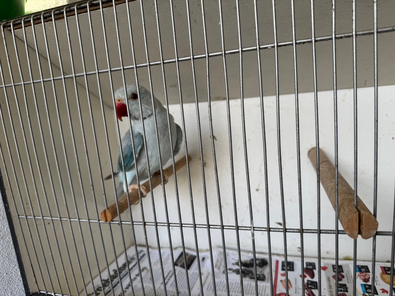 Halsbandparkieten, Dieren en Toebehoren, Mannelijk, Geringd