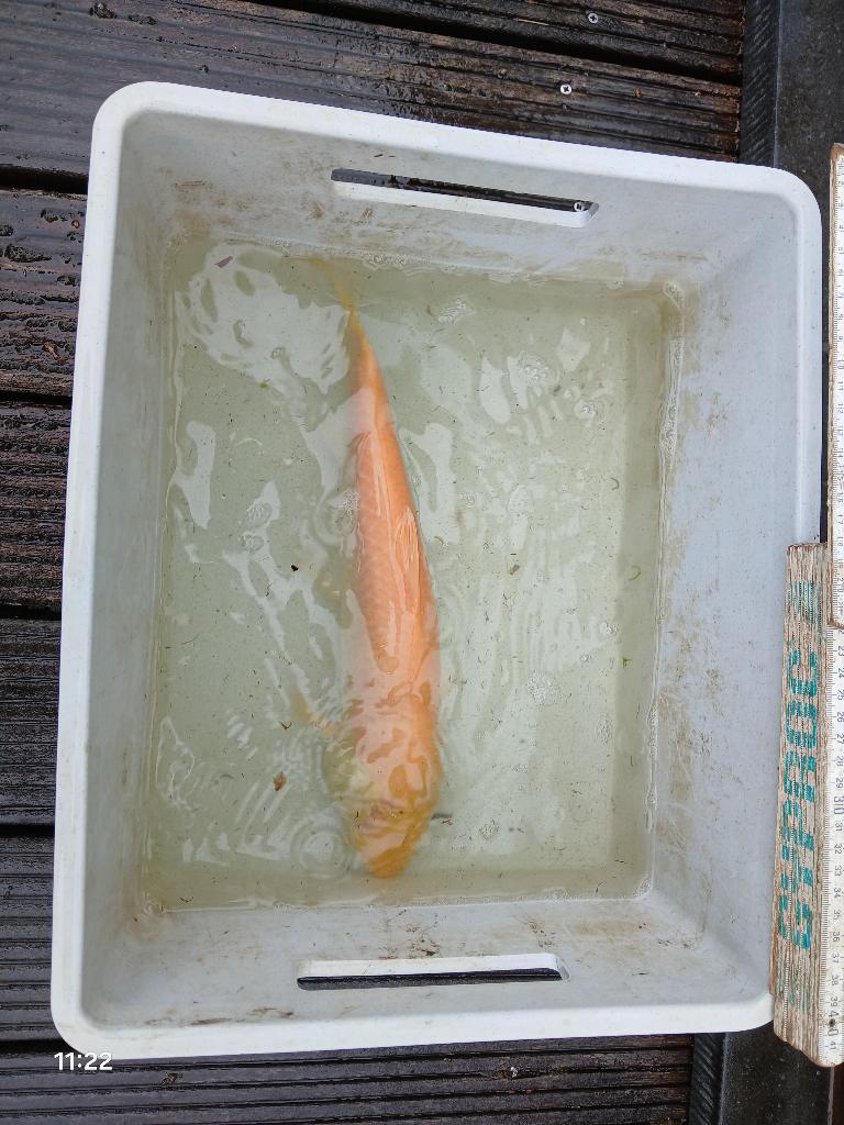 graskarper albino, Dieren en Toebehoren, Karper of Koi