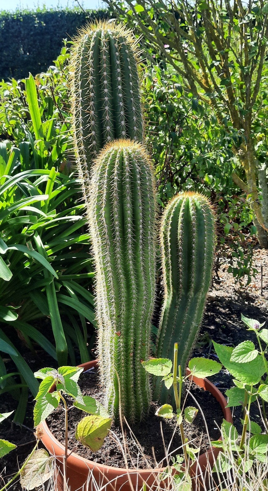Gouden fakkelcactus 55 cm hoogte, Tuin en Terras, Ophalen