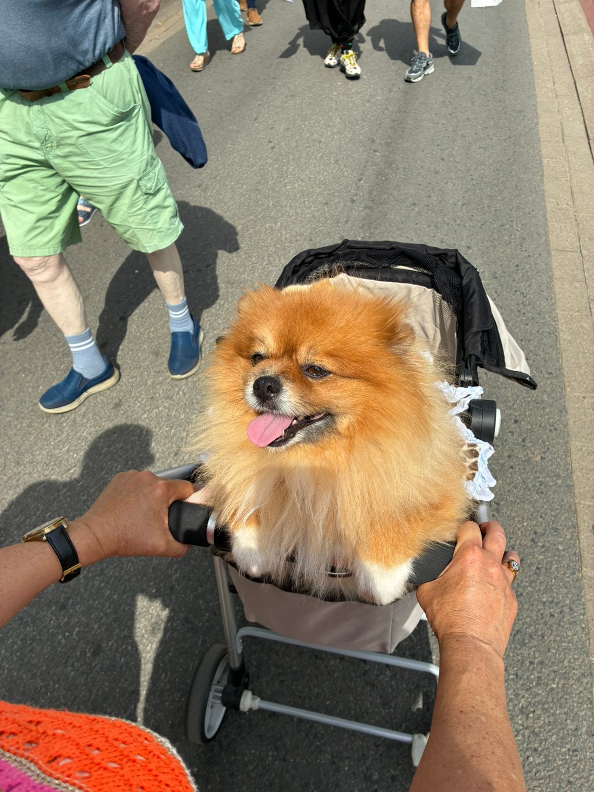 Dekrue pomeriaan, 3 à 5 ans, Particulier, Loulou, Chien (mâle)