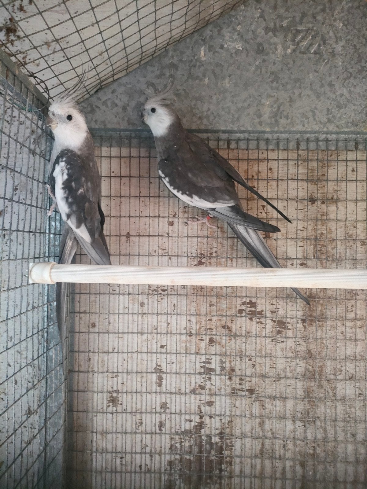 Calopsittes, Animaux & Accessoires, Oiseaux | Perruches & Perroquets, Mâle, Perruche, Bagué