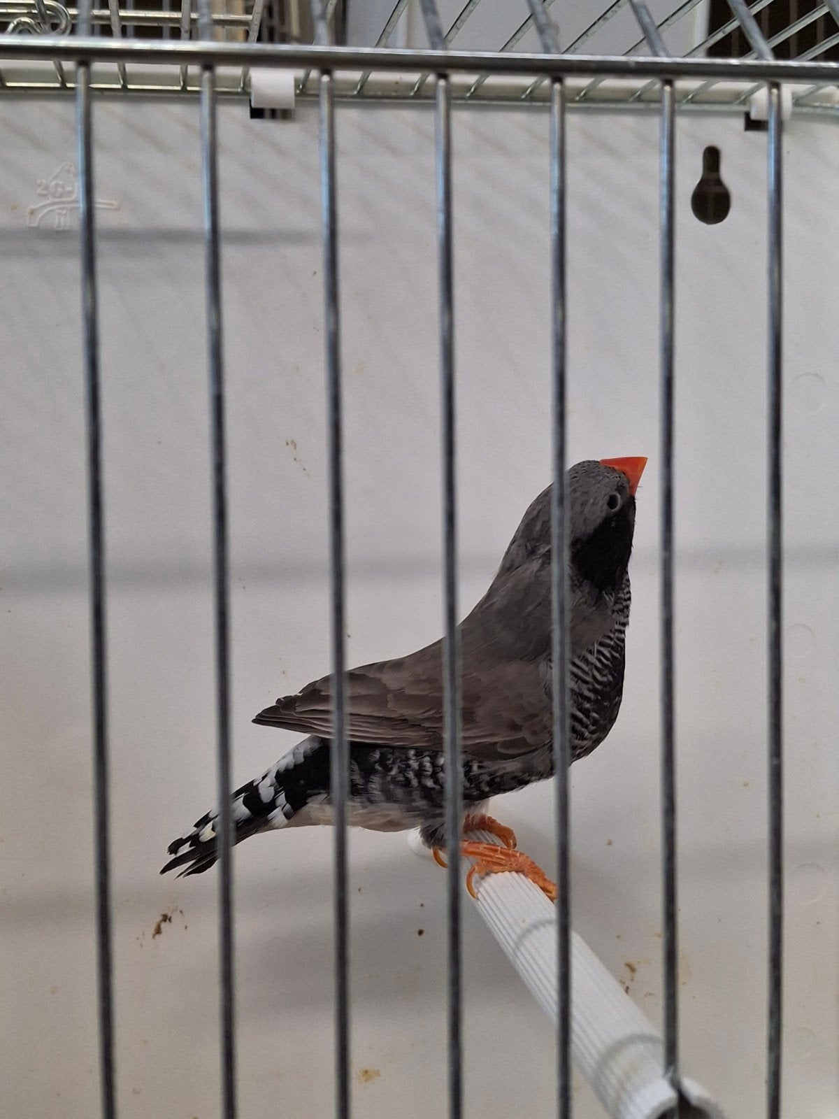 zebravink, Dieren en Toebehoren