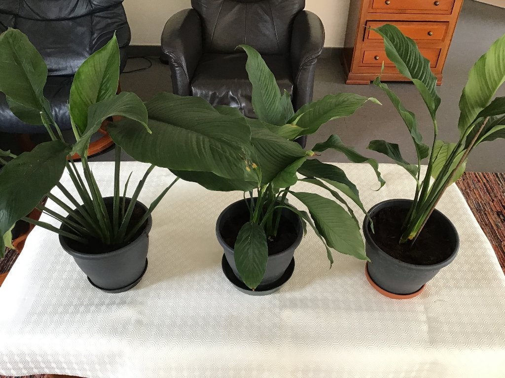 3 belles plantes à la cuillère viennent d'être rempotées, Enlèvement, En pot