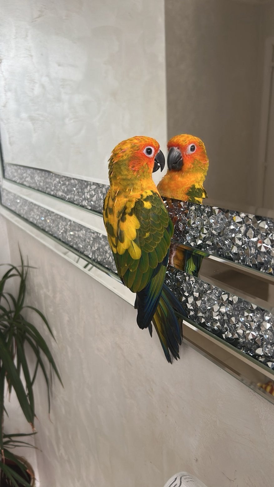 Conure Soleil, Animaux & Accessoires, Enlèvement, Neuf, Accessoires pour cage