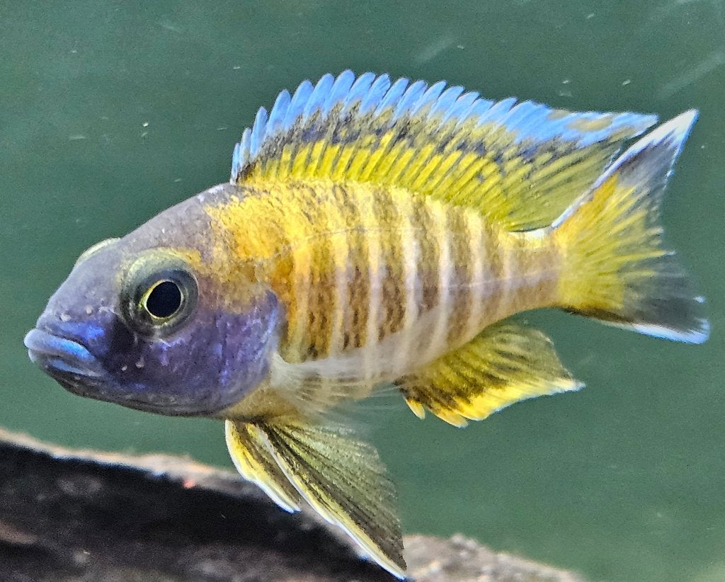 Aulonocara red eureka malawi cichliden, Vis, Zoetwatervis