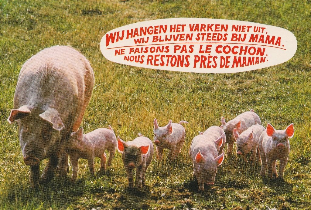 VARKEN  MET  HAAR  BIGGEN, Ophalen of Verzenden, 1980 tot heden, Gelopen, Overige soorten