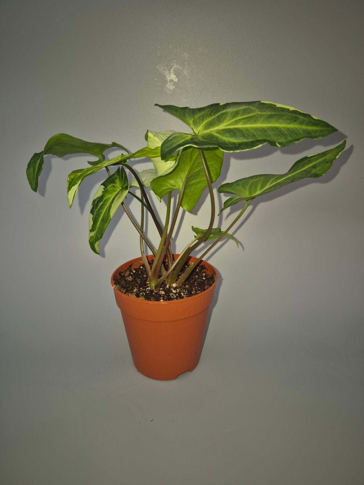 Syngonium three kings, Huis en Inrichting, Kamerplanten, Ophalen of Verzenden