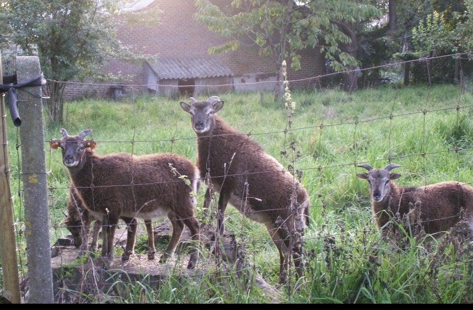 soay ooitjes, Dieren en Toebehoren