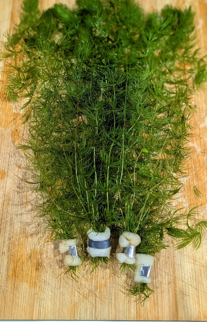 Aquariumplanten - aquarium - verschillende soorten, Enlèvement ou Envoi, Neuf, Plante(s), Pierre ou Bois