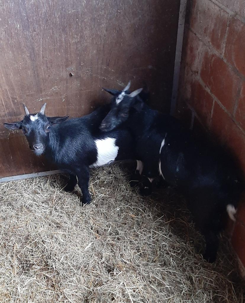 Dwerggeiten, Dieren en Toebehoren, Schapen, Geiten en Varkens