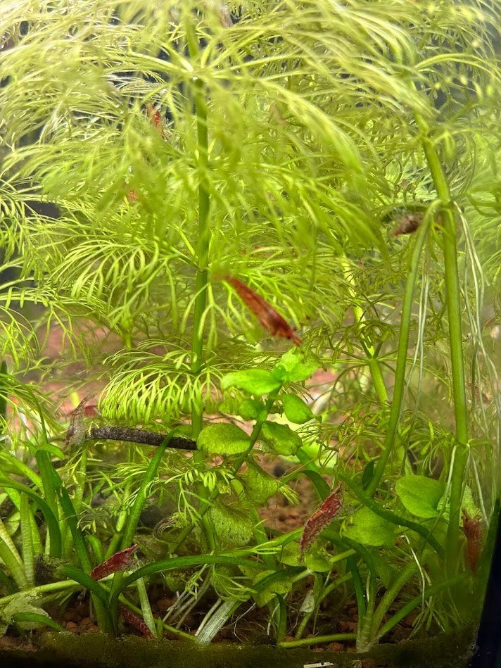Rili garnaal (Neocaridina davidi) rood, Animaux & Accessoires, Homard, Crabe ou Crevette, Poisson d'eau douce