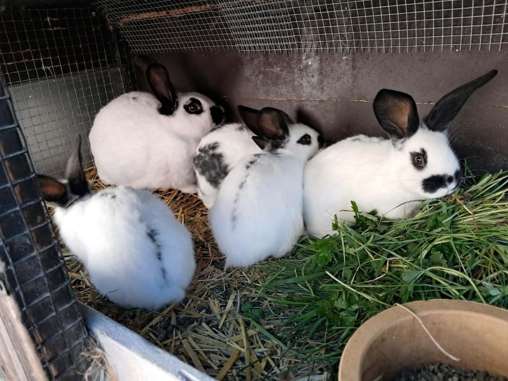 lotharinger vlinderkonijnen, Dieren en Toebehoren, Konijnen
