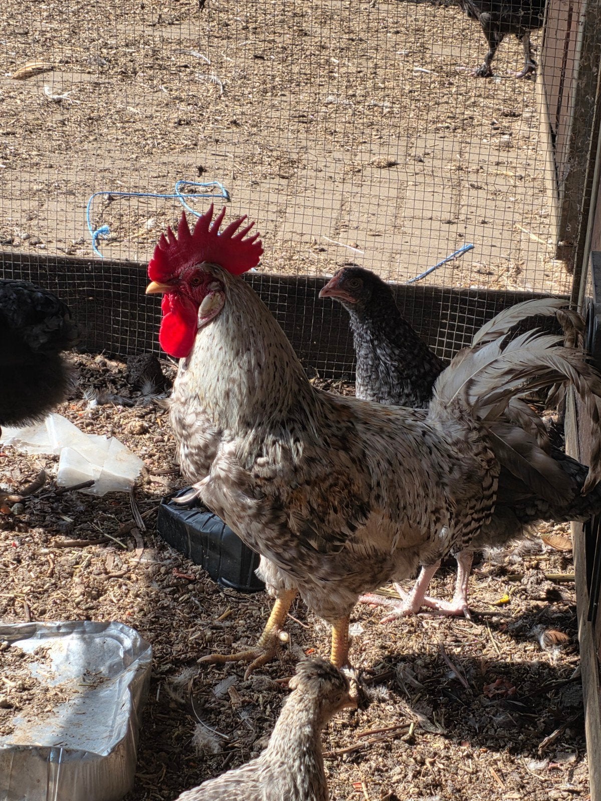 Een mooie cremelegbar haan, Mâle, Poule ou poulet