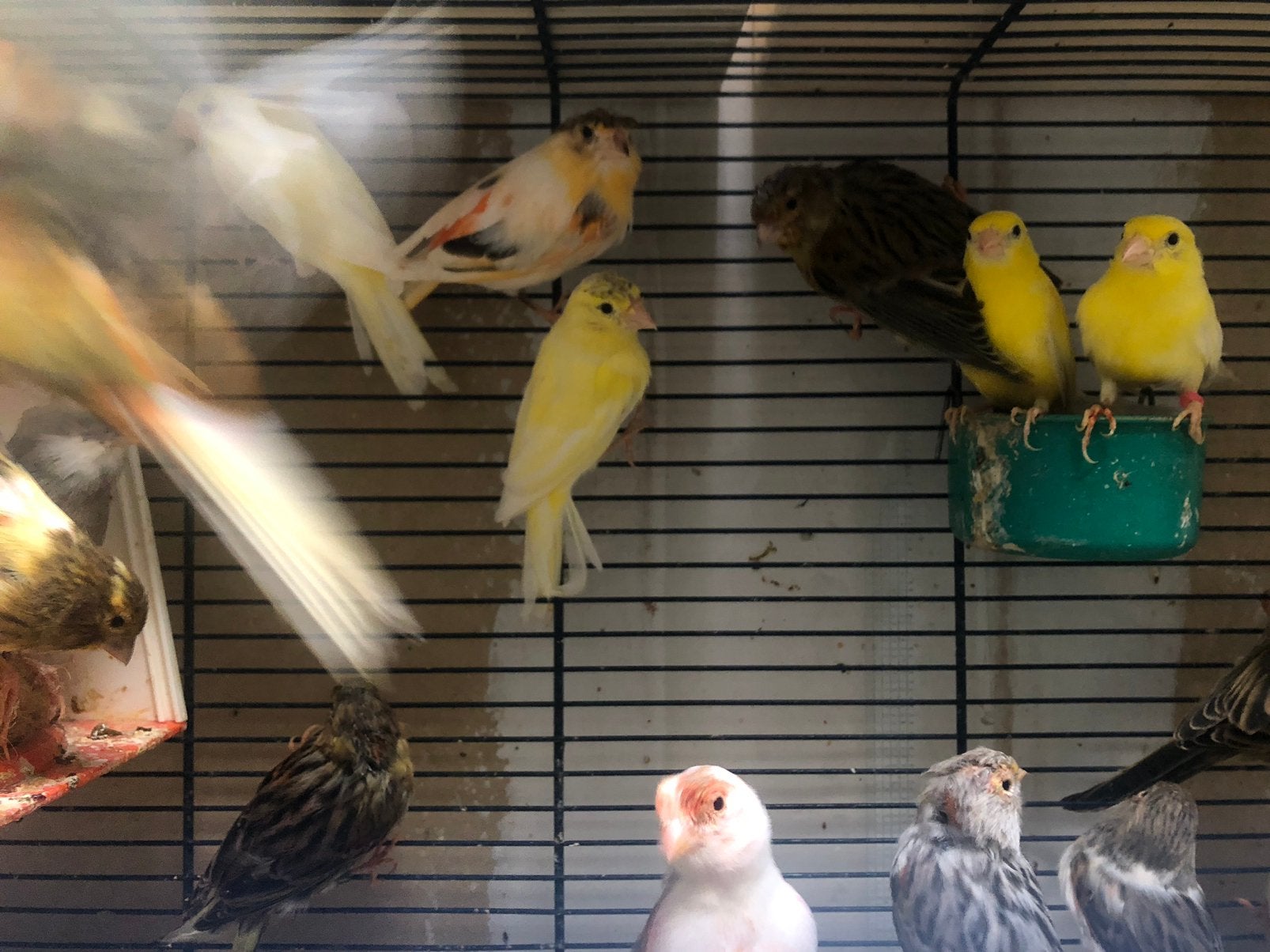Des canari mal et femelles disponible a 20€ pièce, Animaux & Accessoires, Oiseaux | Cages & Volières, Enlèvement, Comme neuf