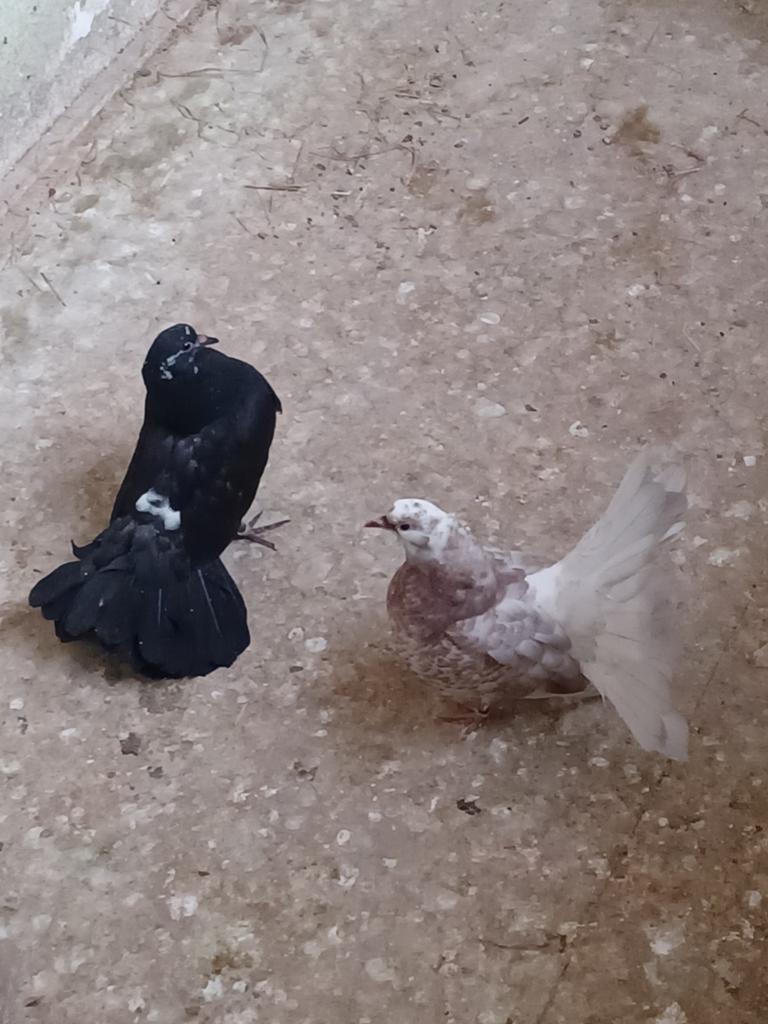 Pauwstaartjes speciale kleur, Dieren en Toebehoren
