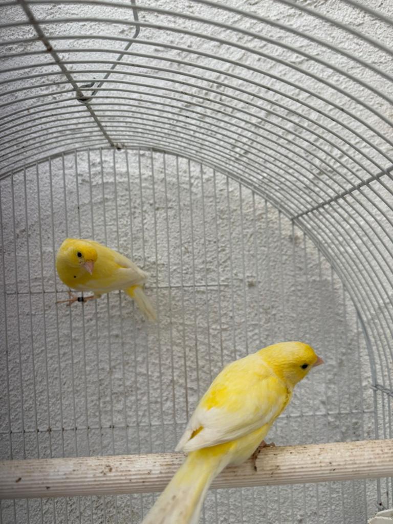 Harzroller Canary koppel