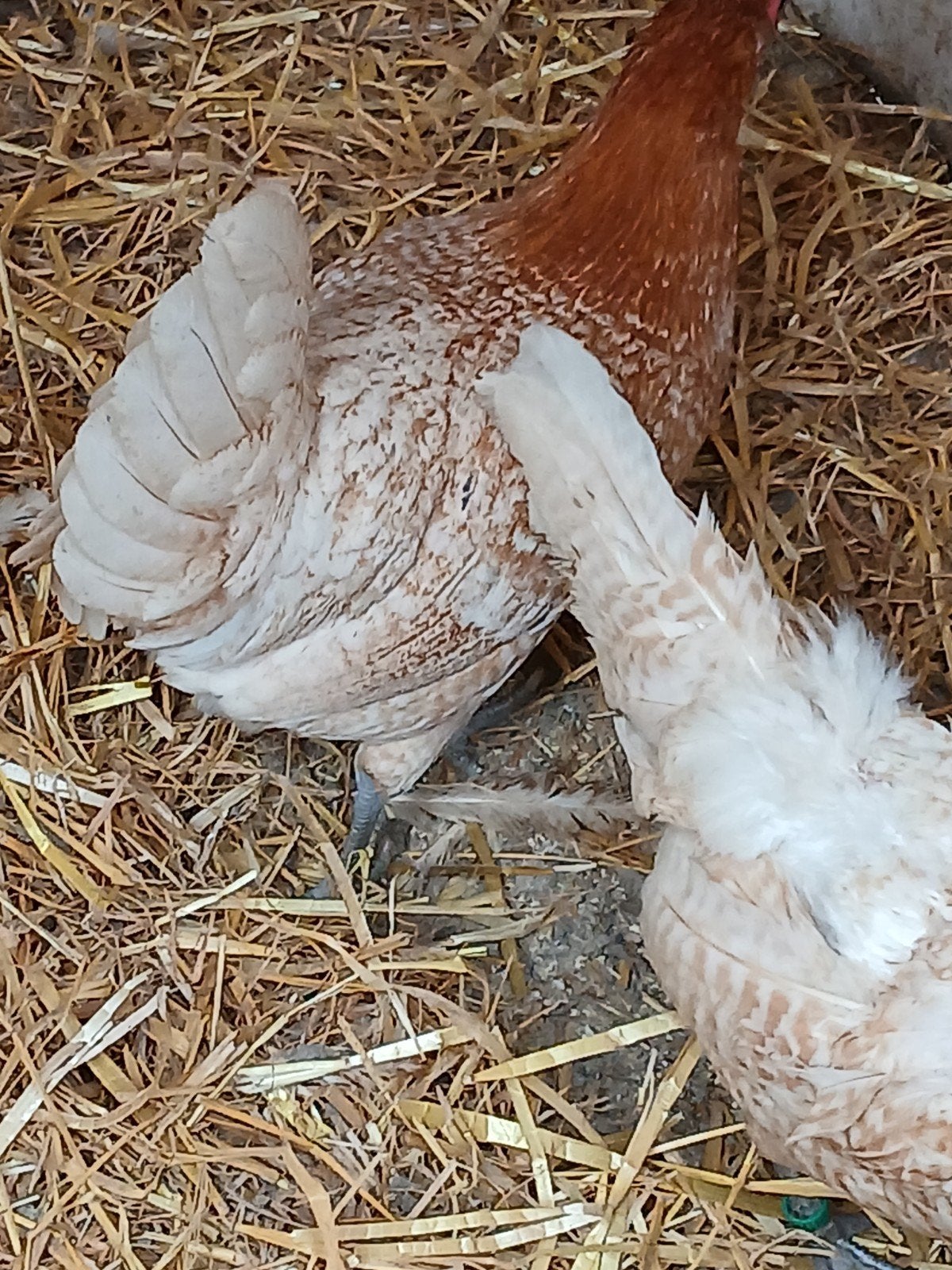 Goud-wit geband brakel kriel, Plusieurs animaux, Poule ou poulet