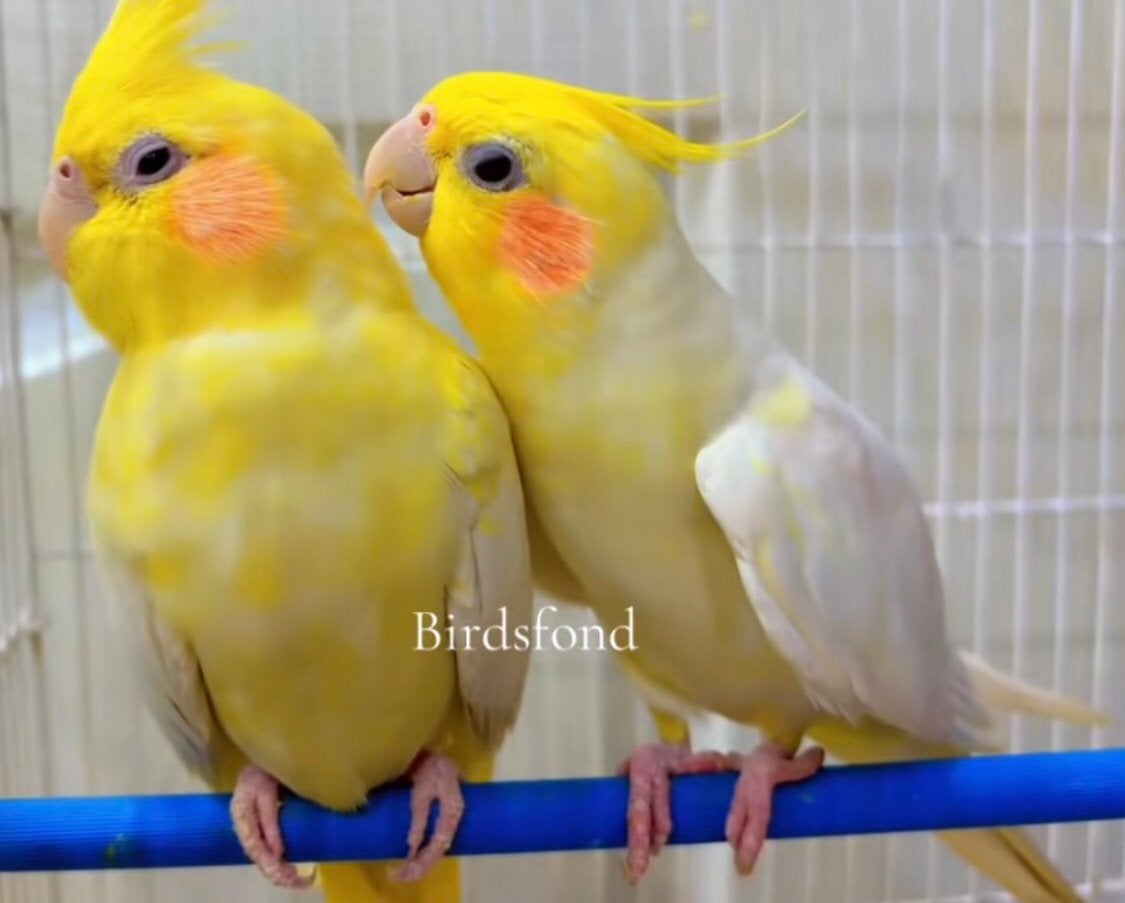 WIE KAN MIJ HELPEN AAN EEN KWEEKKOPPEL LUTINO VALKPARKIETEN, Animaux & Accessoires, Oiseaux | Oiseaux Autre